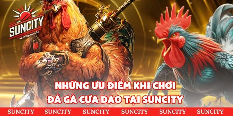 Những đặc điểm nổi bật khi tham gia đá gà Thomo tại Suncity